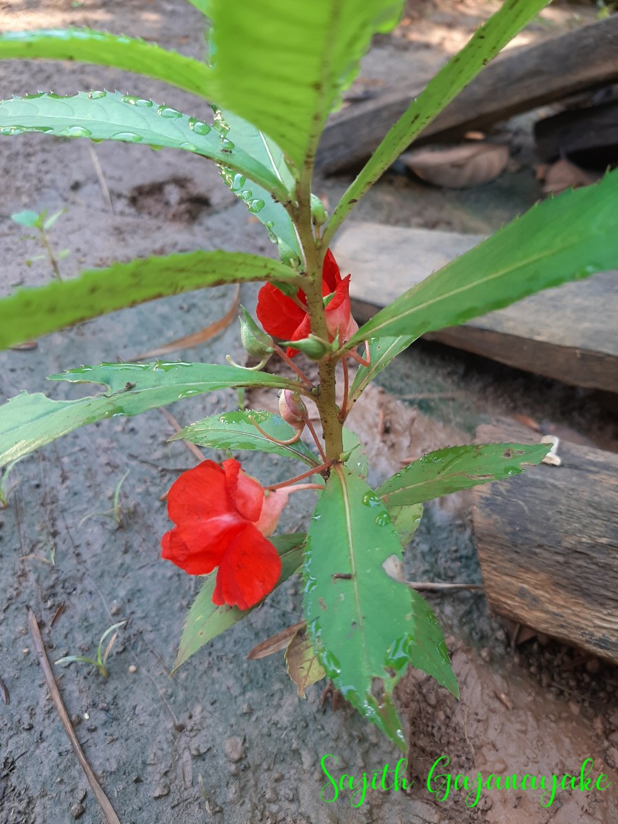 Impatiens balsamina L.